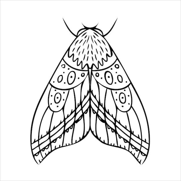 Night butterfly moths hand drawn vector illustration