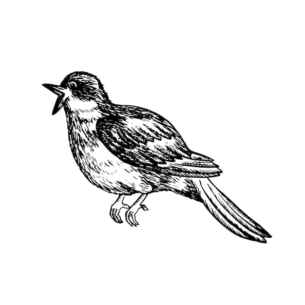 Свинка певчая птица Графическая векторная черно-белая иллюстрация