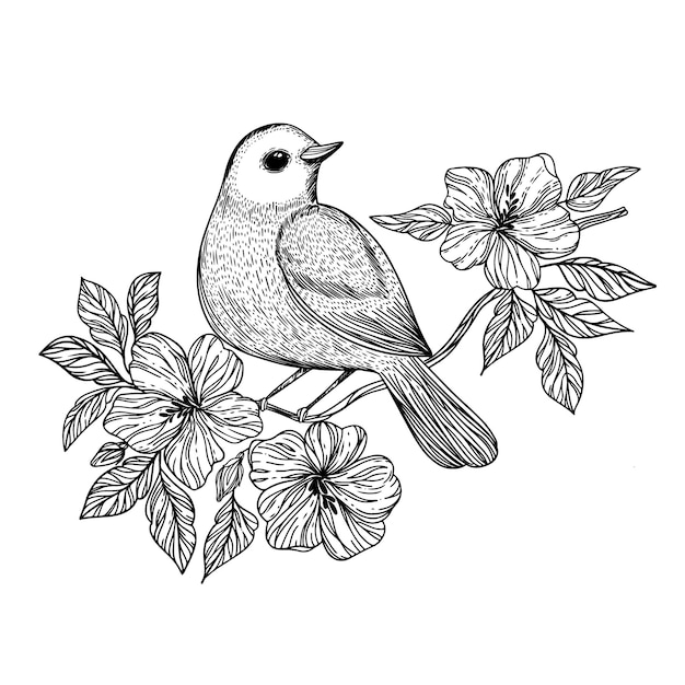 Learn How to Draw a Nightingale Birds Step by Step  Drawing Tutorials