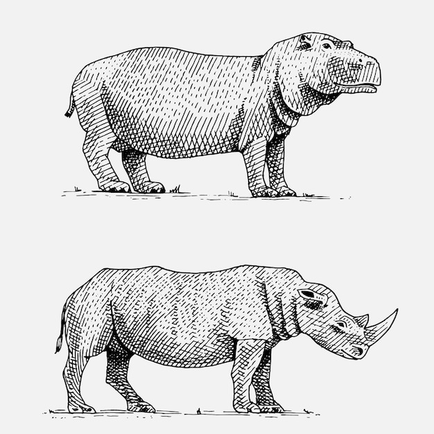 Nijlpaard en zwarte of witte neushoorn handgetekende, gegraveerde wilde dieren in vintage of retro stijl, Afrikaanse zoölogie set