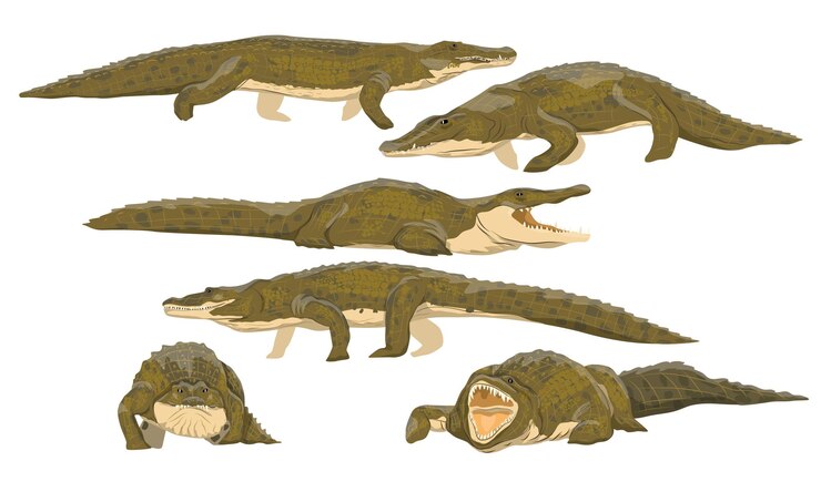 Nile crocodile Crocodylus niloticus set Wild reptile of Africa