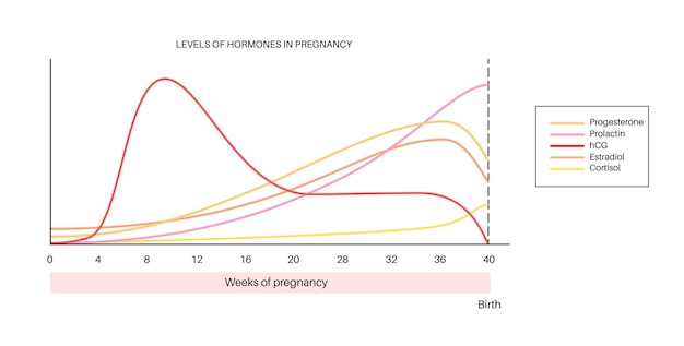 Niveaus van hormonen tijdens de zwangerschap HCG prolactine cortisol estradiol en progesteron in het lichaam van de vrouw Vrouwelijke hormonen veranderen grafiek van de eerste weken tot de geboorte platte vectorillustratie