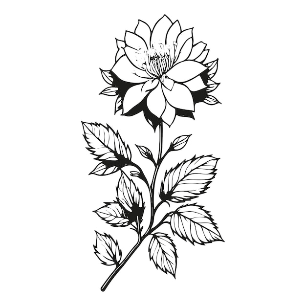 No background FLOWER LINE ART ILLUSTRATION