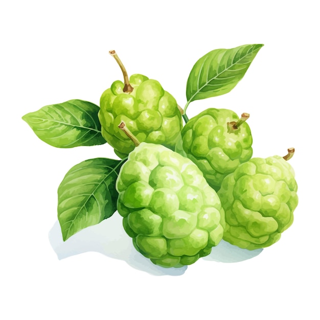 Noni fruit watercolor clipart white background