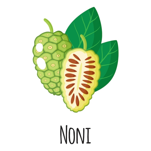 Vector noni superfood fruit for template farmer market design, label and packing. natural energy protein organic food.