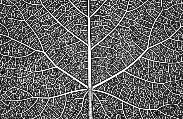 Nood boom bladeren folder textuur Zwart-wit grunge backgroundEPS8 Vector illustration