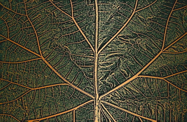 Nood boom laat folder textuur op gouden groene achtergrond Zwart-wit grunge achtergrond EPS8 vectorillustratie