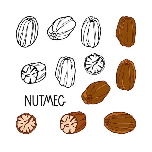 Nootmuskaat schets set. handgetekende vectorkruiden. culinaire plant. doodle illustratie voor recept, café