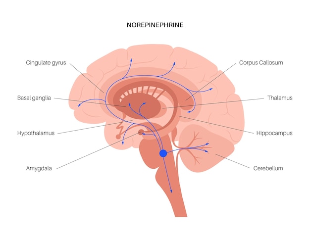 인간 뇌의 노르에피네프린 호르몬 경로. 노르아드레날린 또는 노르아드레날린 신경전달물질