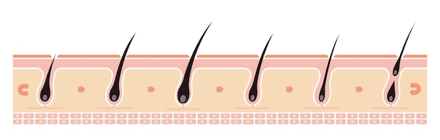 Vector normal hair cycle illustration