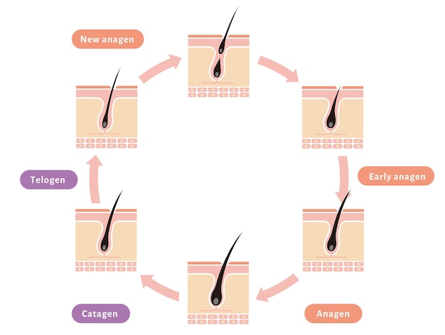 Vector normal hair cycle illustration