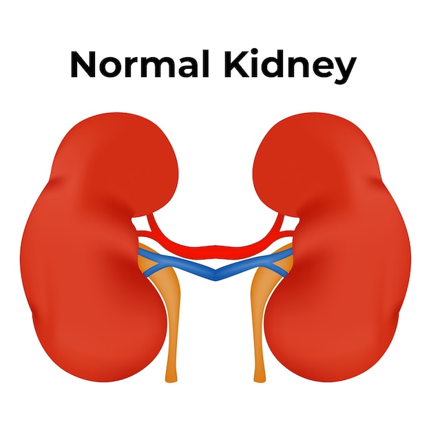 Normal Kidney Anatomy Vector Illustration