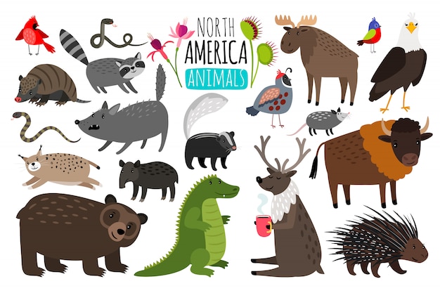 北アメリカの動物