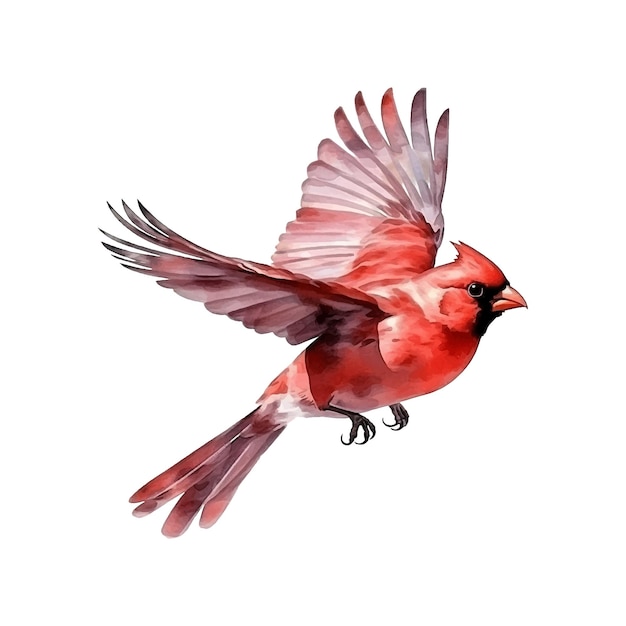 Northern Cardinal aquarelverf