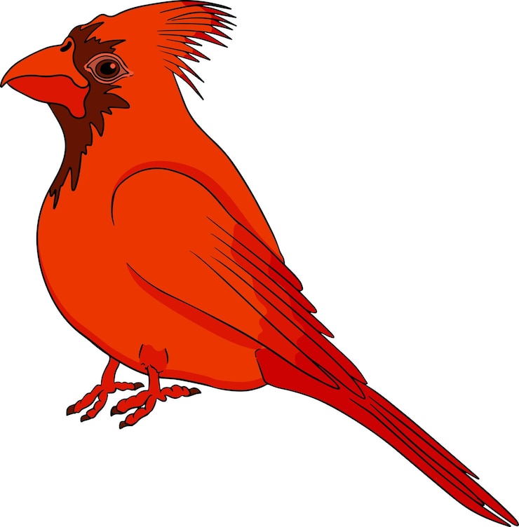 Vector northern cardinal bird vector sketch of hand drawn bird