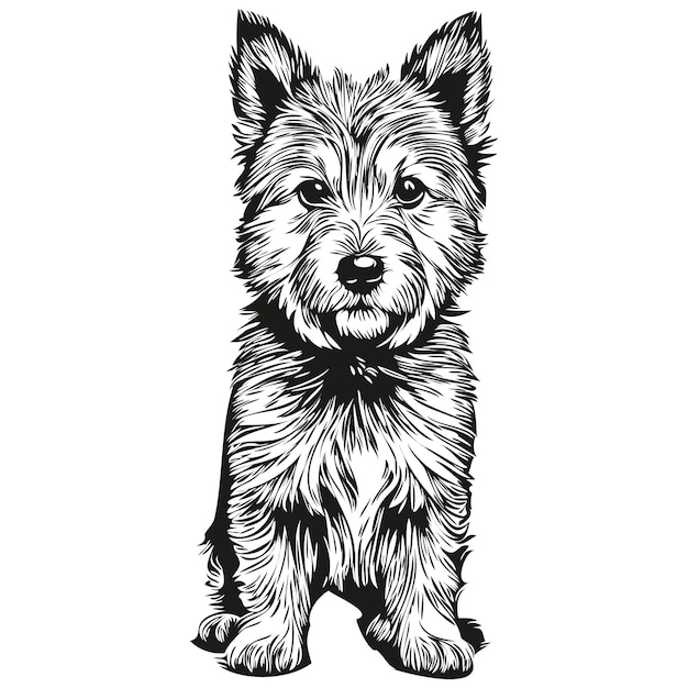 Vettore norwich terrier cane logo disegnato a mano disegno linea bianco e nero arte animali domestici illustrazione schizzo disegno