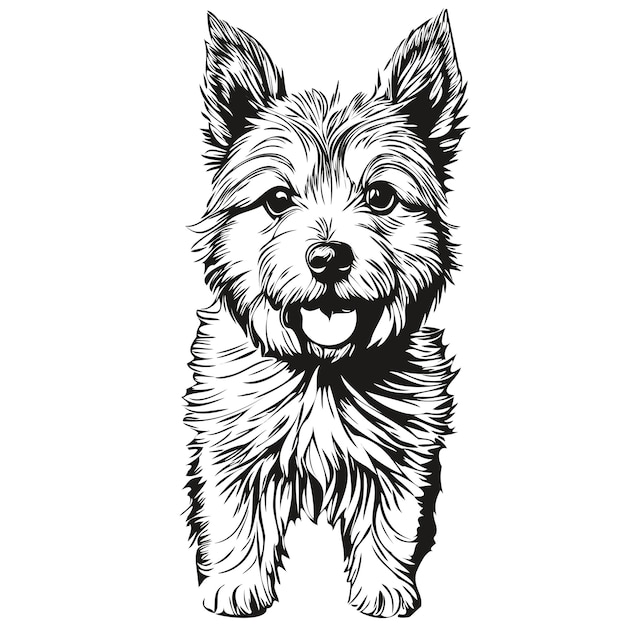 Vector norwich terriër hond logo vector zwart-wit vintage schattige hond hoofd gegraveerd realistisch huisdier silhouet