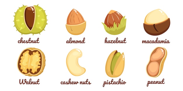 Vector noten verschillende geïsoleerd op wit vectorillustratie van hazelnoot pinda cashew