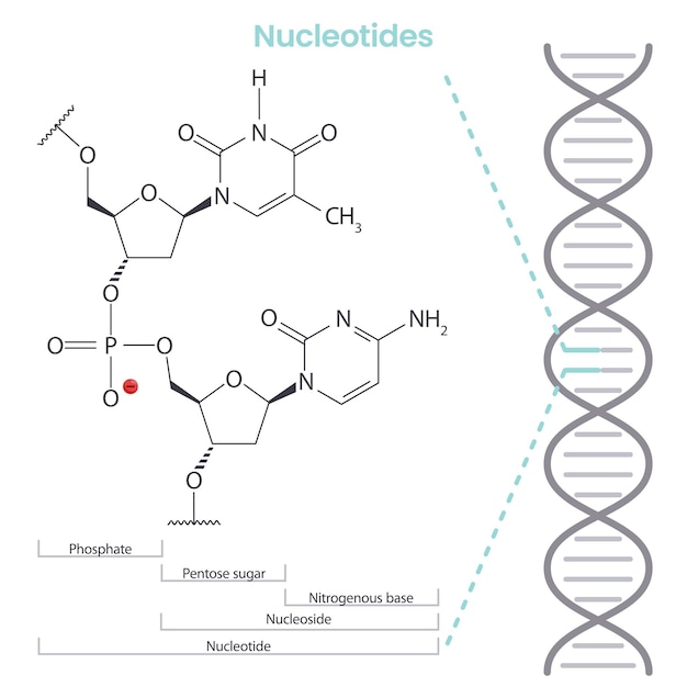 Nucleotide biochimica scientifica illustrazione vettoriale infografica