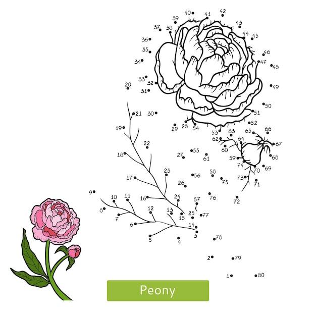 Numbers game, education dot to dot game for children, flower Peony