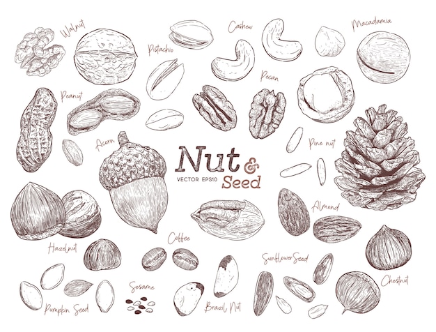 Nut and seed collection hand draw sketch vector.