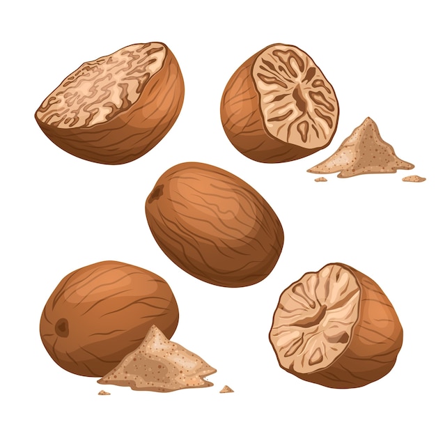 Nutmeg food set cartoon vector illustration