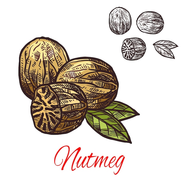 Nutmeg seasoning nut spice vector sketch icon