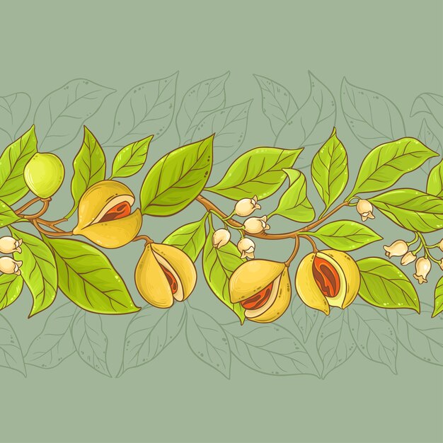 Nutmeg vector pattern