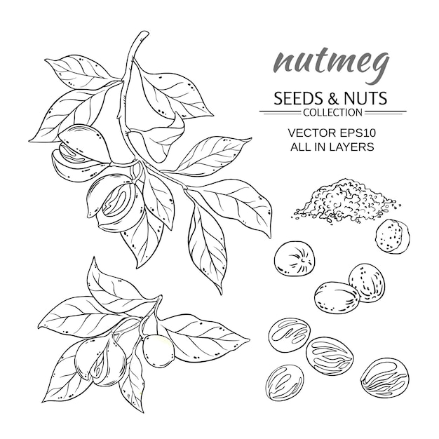 Nutmeg vector set