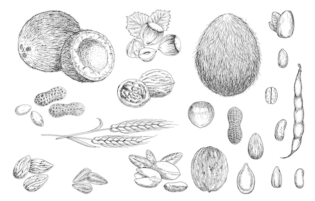 Vector nuts beans and cereal sketches