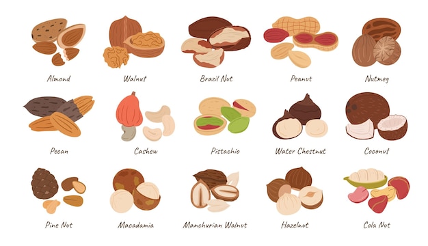 Vector nuts collection almond walnut brazil and peanut with nutmeg pecan cashew pistachio and water chestnut coconut pine nut macadamia and manchurian hazelnut or cola nut cartoon vector set