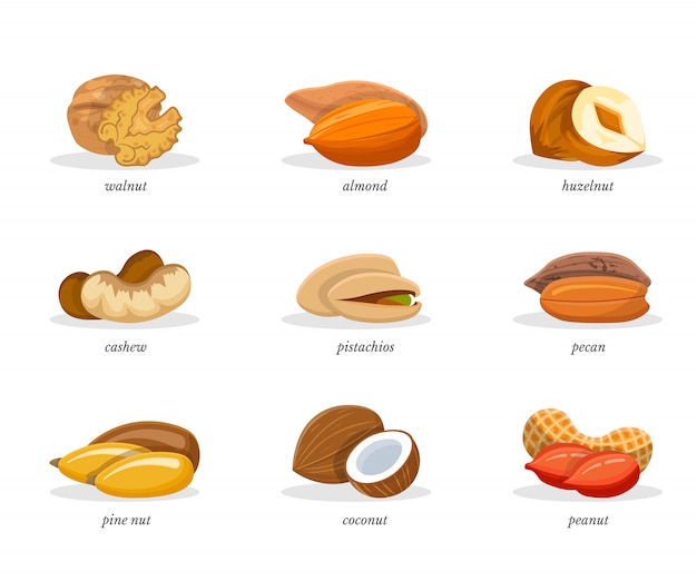 Vector nuts illustrations set