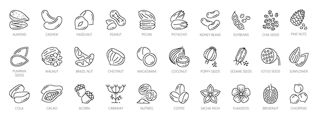 Vector nuts outline icons seeds and beans organic food
