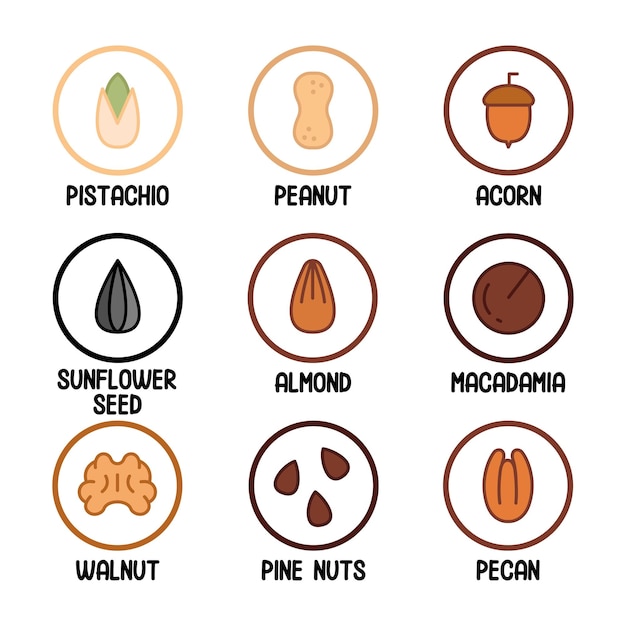 Nuts seeds and beans vector objects set Peanut pistachio walnut almond brazil nut pine nuts