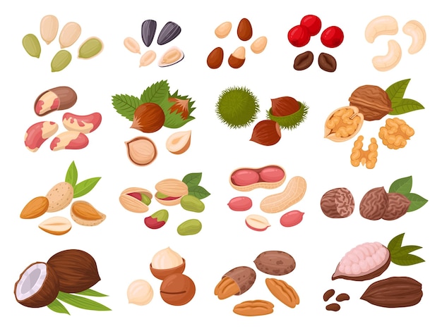 Nuts and seeds cartoon cashew coconut peanut almond walnut hazelnut and pistachio nuts cocoa and coffee beans organic snack food flat vector illustration set tasty seed and nuts collection