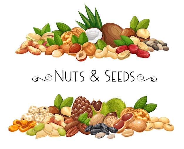 Vector nuts, seeds and grains horizontal banners. macadamia, almond, corn nuts, nutmeg, cashew, coconut, chestnuts or chufa tigernuts. cola nut, peanut, sunflower seeds and pistachio. vector illustration