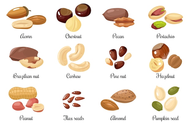 Vector nuts and seeds, pistachio, acorn and peanut, chestnut, and pecan. cashew and hazelnut, pumpkin and flax seeds cartoon vector snack food set