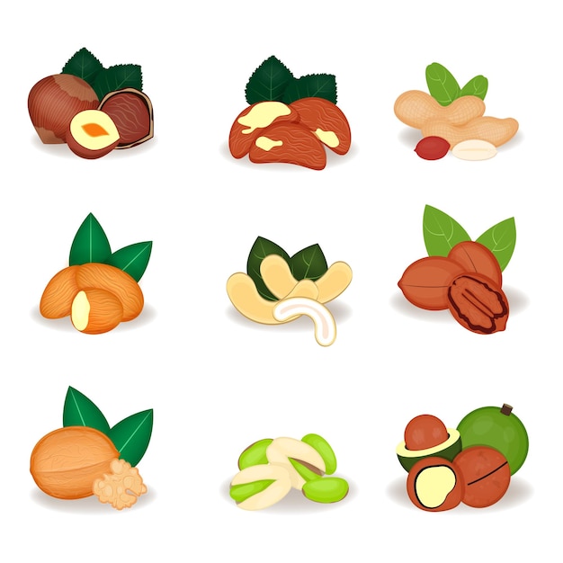 Nuts set almond brazil nut cashew macadamia hazelnut peanut pecan pistachio walnuts vector illustration product design