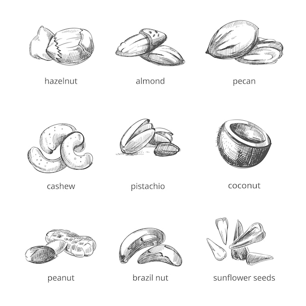 ベクトル ナッツは手描きスタイルに設定