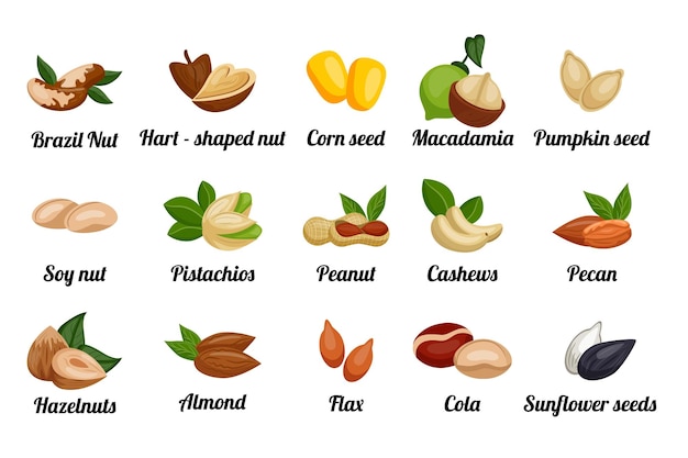 Nuts set Peanut and almond pistachio with leaves cashew and pumpkin seeds pecan grain and macadamia cereal hazelnut and sunflower kernels Emblems and labels vector illustration icons