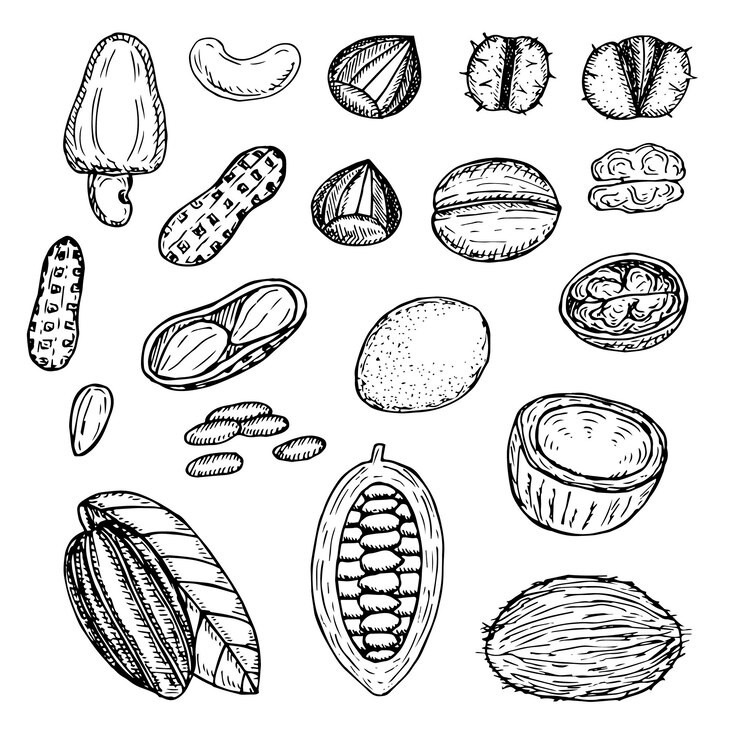 Vector nuts set vector illustration hand drawing sketch
