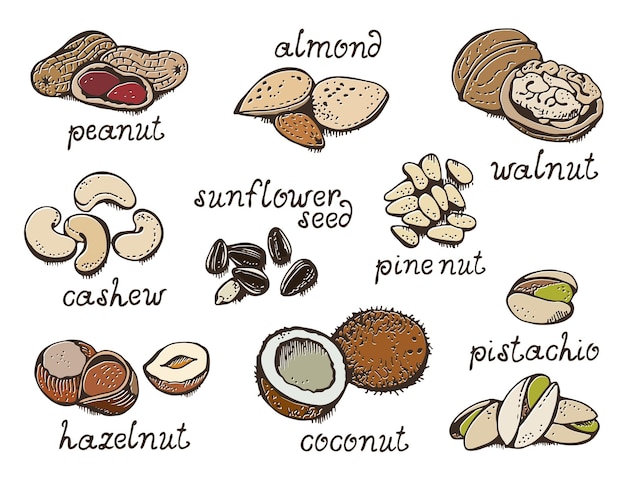 Nuts set vector set various nuts hand drawn illustration