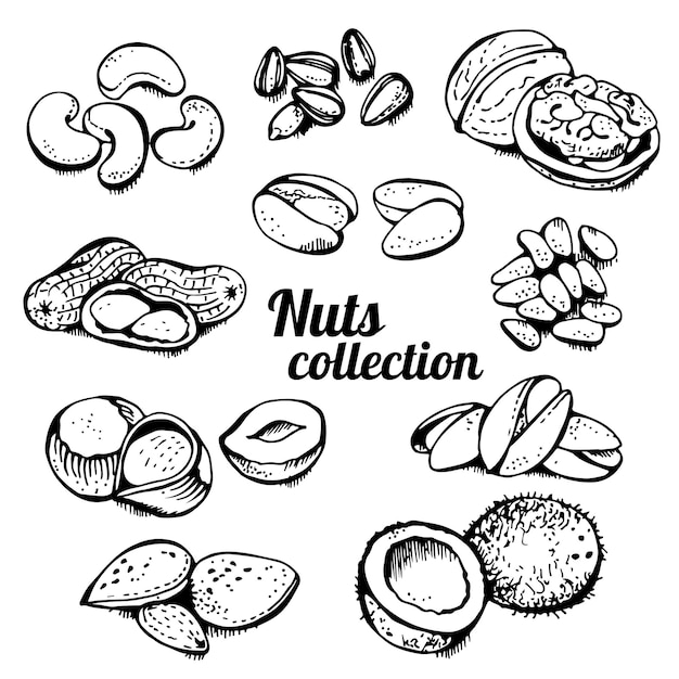 Vector nuts set vector set various nuts hand drawn illustration