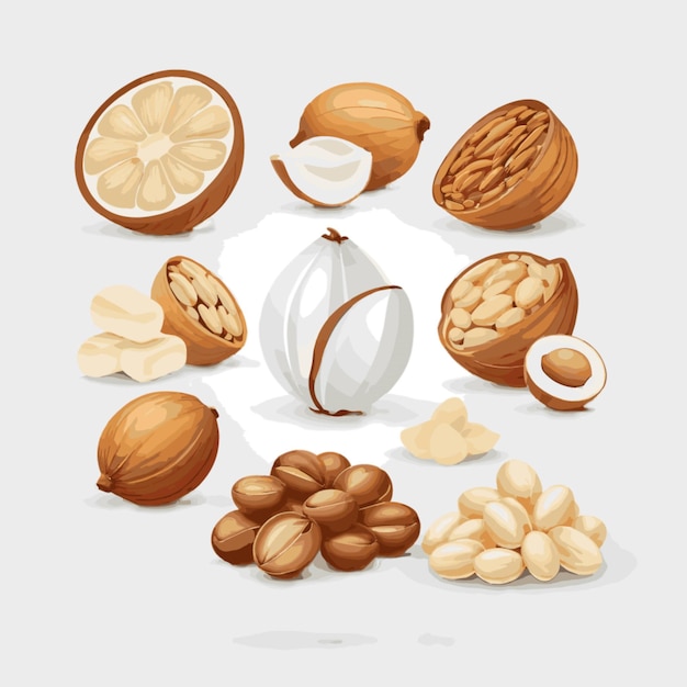 Nuts vector on white background