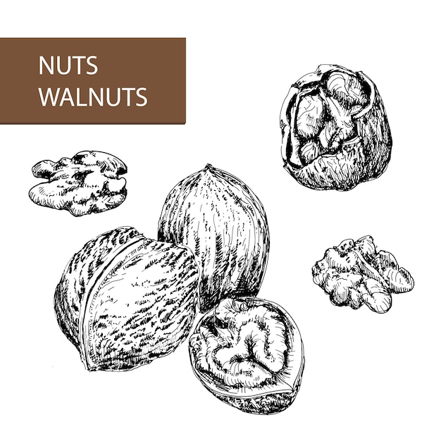 Nuts. walnuts.