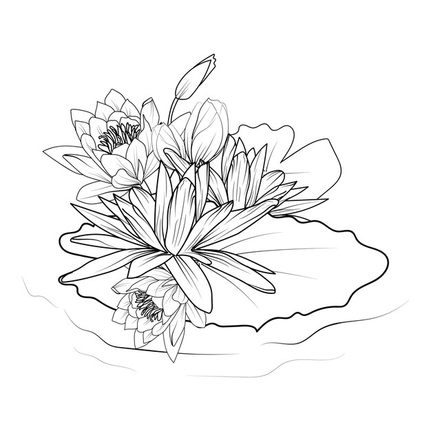 Vector nymphaea water lily drawings outline water lily drawing outline water lily flower drawing