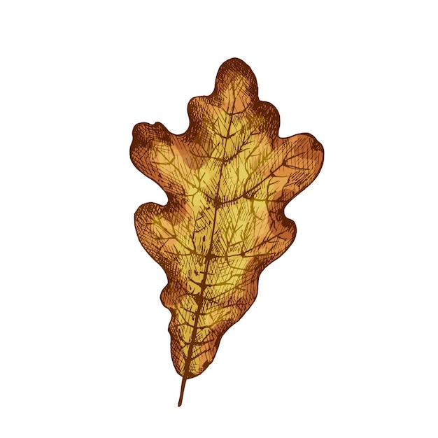 Foglia d'autunno di quercia. illustrazione di tratteggio dell'annata di colore di vettore isolata su un fondo bianco.