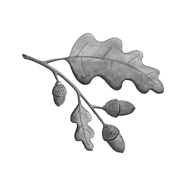 Vector oak branch watercolor monochrome leaves and acorns