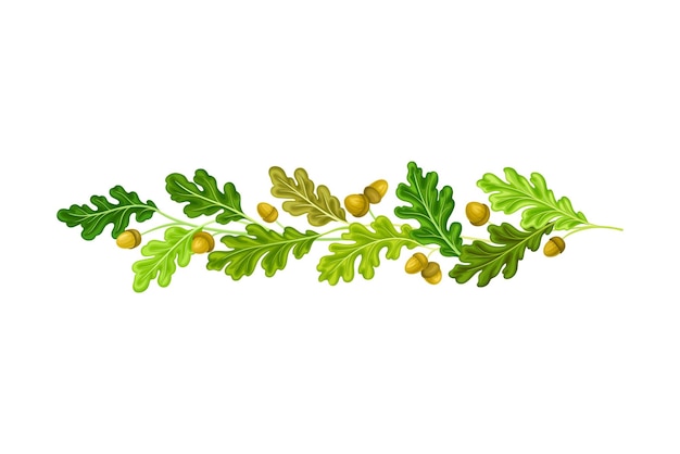 Vector oak branches with green leaves and acorns arranged in line vector illustration