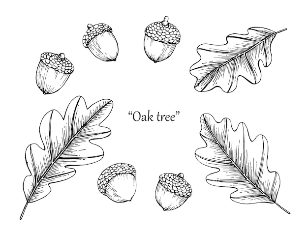 Vector oak leaf drawing illustration by hand drawn line art.